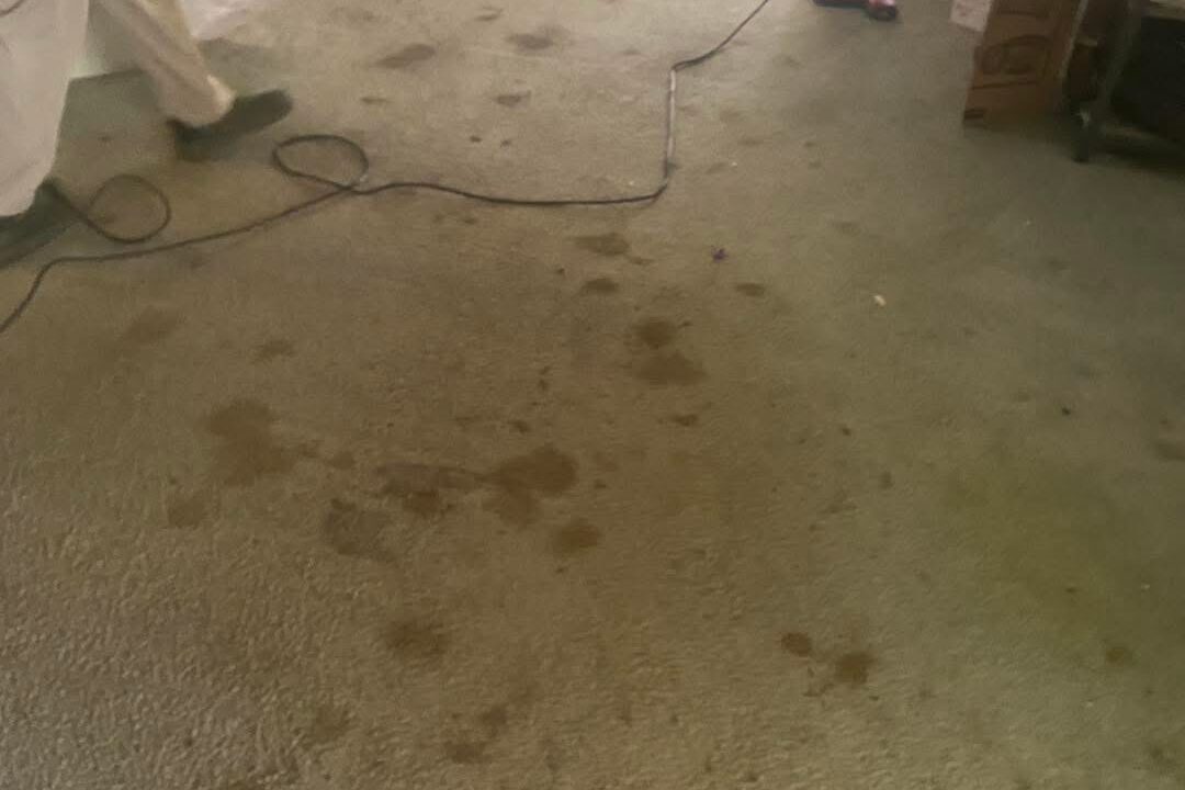 Stained living room carpet before cleaning in Palm Coast